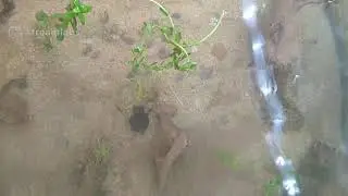 Baby Musk Turtles ; Nathans First Day ; Baby Monitor Stream #ShellBuddy #ShellPuppy #SoggyPancake
