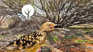 A male Western Bowerbird in his bower