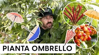 Schefflera (Heptapleurum) | Cura, coltivazione e segreti della Pianta Ombrello