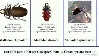 List of Insects of Order Coleoptera Family Cerambycidae Part 16 mecosaspis mesosa mallodon beetle