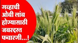 गहू पिकाची ओम्बी लांब होण्यासाठी उपाय, गव्हाचे दाणे भरण्यासाठी फवारणी, गव्हाची तिसरी फवारणी ...!