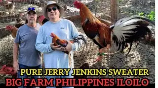 Pure Jerry Jenkins Sweater Dink Fair Yellow Leg Gilmore Hatch Big Farm Philippines Iloilo