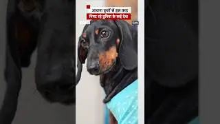 आवारा कुत्तों से इस तरह निपट रहे दुनिया के कई देश  #dogs #straydog #shorts  (BBC Hindi)