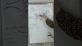 بەندێ ئیکێ : پشکا سیێ : ماسولکە کوئەندام و پیکهاتەیا پەیکەرە ماسولکە و گرژبونا ماسولکە