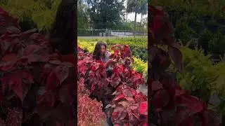 Plant Series Ep. 4 &mdash; RED COPPERLEAF! #southflorida #plants #prettyandpopular