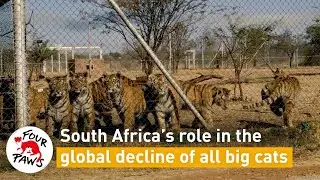 🐾 All five big cat species are under threat #BTVC