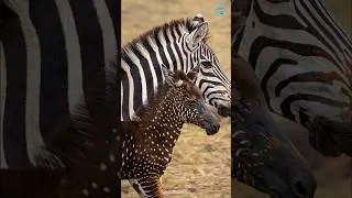 LA CEBRA M&Aacute;S RARA DEL MUNDO 🦓😳 #shorts