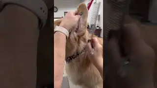Andis Grooming Tools: The Perfect Pet Tools for Tangle-Free and Shiny Coats