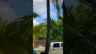 নারিকেল গাছ Coconut Water #coconut #viralvideo #bangladesh #tropical  #usa #florida #happylife #calm