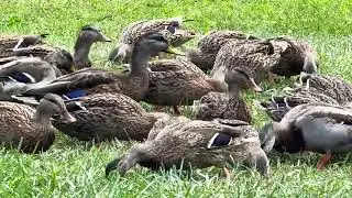 Я зашёл за угол дома и, к своему удивлению,... AsSarahTurnsDucks_Ep73_ 13 сентября 2025 г.