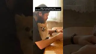 Шпиц-бобрик 🦫 #pomeranian #смешныеживотные #шпиц #шпицы #тренды #бобёр #dogvlog