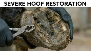 Severe Horse Hoof Restoration - A Complete Hoof Restoration Done the Right Way