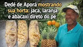 Dedé de Aporá mostrando sua horta: jaca, laranja e abacaxi direto do pé 🌳🍊🍍