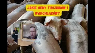 Ceny tuczników i warchlaków w dół, sytuację ratują tańsze pasze
