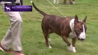 Bull Terriers (Colored) | Breed Judging 2021