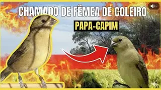 Melhor Piado de F&ecirc;mea de Coleiro papacapim Para Esquentar Coleiro