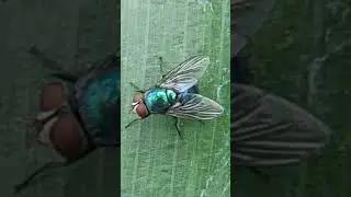 Fly | Common green bottle fly | #shorts #fly