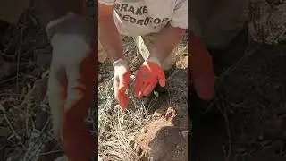 Huge 1/4 Ounce Gold Nugget found by Adam  😲