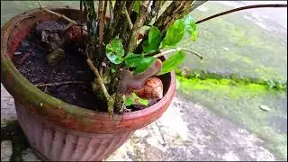Snails are on top of flower pots 