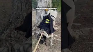 Pug Halloween Handstands!🐶🎃