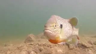 Sunfish Defends Nest And Attacks Camera!
