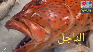@ مواصفات شراءك للسمك بالجودة المطلوبة لتتعرف على الطعم الحقيقي العالي.