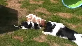Little Colani's Q-R-Wurf mit 6 Wochen
