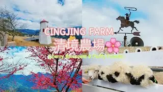 賞櫻季節到了！其實清境農場櫻花超美，不必到武陵搶名額，悠閒賞花餵萌羊🐑🐏🌸🌸