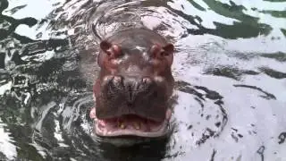 Walt Disney World - Disney's Animal Kingdom - Wild Africa Trek - Hippo Pool HD (2013)