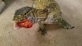 Nile monitor feeding and info session.