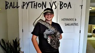Ball python vs dumeril's boa