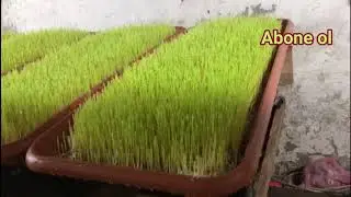 Kendi imkanı ile yaptığı HASIL ODASI ile maliyetlerini düşürdü Ahmet PAÇACI yorumuyla yayında