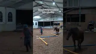 Longier&uuml;bung Zickzack-Stangen - Gerade #pferdetraining #bodenarbeit #horse #longieren