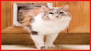 Quality product -  PetSafe Cat Door for Interior Doors - 2-Way or 4-Way Locking Pet Door Flap