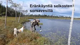 Eränkäyntiä selkosten sorsavesillä/Metsästysvideo vesilinnustuksesta v. 2025