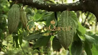 Taiwan Chocolate Beauty | Cacao Bella Queen
