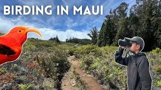 Birding in Maui