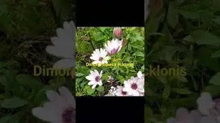 ديزي افريقي Dimorphotheca ecklonis