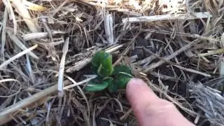 Garden update 6th August 2012