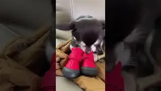 Sunny and Pepper try on shoes for the first time #tryonhaul #dogboots