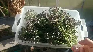 How To Harvest Late Sprouting Broccoli