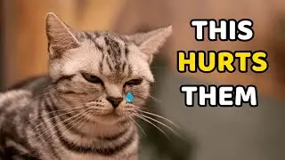 9 Everyday Things You&rsquo;re Doing That Hurt Your Cat&rsquo;s Feelings