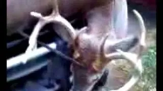 deer meat processing