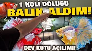 BALIKLAR GELDİ | 1 KOLİ BALIK ALDIM | DEV KUTU AÇILIMI | #akvaryum #akvaryumbalıkları #bettafish