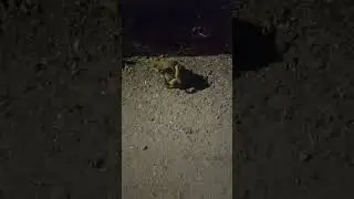#frog #grog