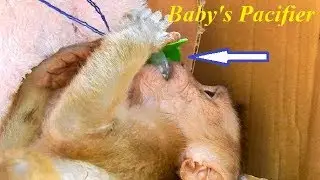 O M G!!!  Baby abandoned Axel monkey start using baby's pacifier/ Hope he can reduce missing mom