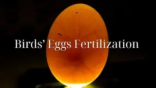 How Are Birds&rsquo; Eggs Fertilized