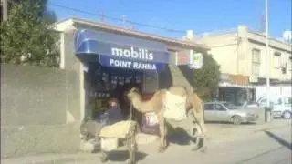 only in algeria