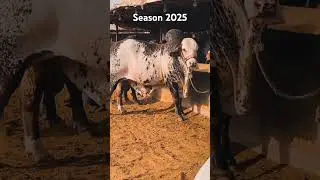 Season 2025 #cattlefuns #cattleworld #shoqeen #shorts #viralvideo