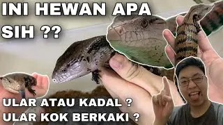 SILUMAN ! INI HEWAN APA YAA? KOK MIRIP ULAR TAPI BERKAKI ? ULAR ATAU KADAL NIH ? | Blue tongue skink